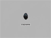 藏品(台灣琉璃豆金龜)的圖片